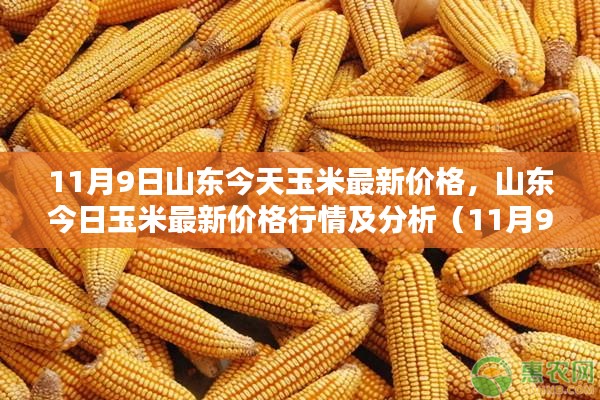 山东今日玉米最新价格行情解析(最新更新,11月9日)