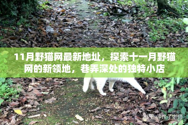 11月野猫网最新探索,巷弄深处的独特小店