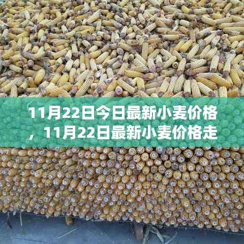 11月22日今日最新小麦价格,11月22日最新小麦价格走势分析,多方观点碰撞与个人立场