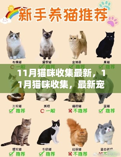 11月猫咪收集最新,11月猫咪收集,最新宠物潮流与养护秘籍