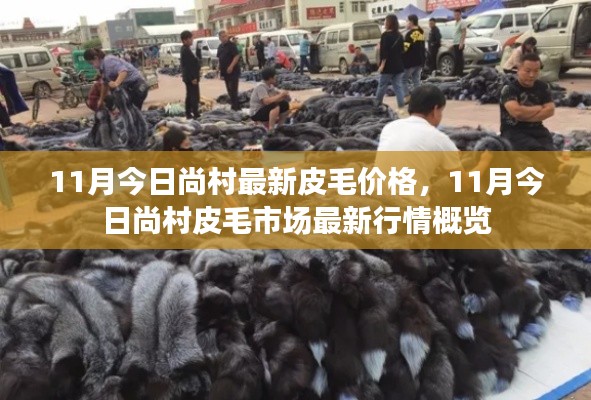 11月尚村皮毛市场最新行情概览及价格走势