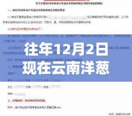云南洋葱热门价格解析,深度探讨、特性体验、竞品对比与目标用户分析