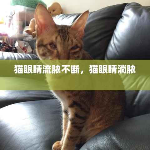 猫眼睛流脓不断,猫眼睛淌脓
