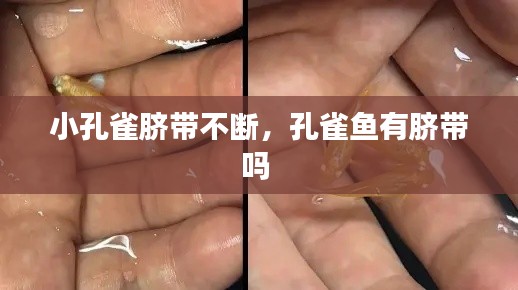 小孔雀脐带不断,孔雀鱼有脐带吗