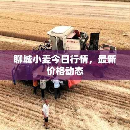聊城小麦今日行情,最新价格动态