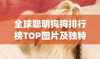 全球聪明狗狗排行榜TOP图片及独特特点全解析!