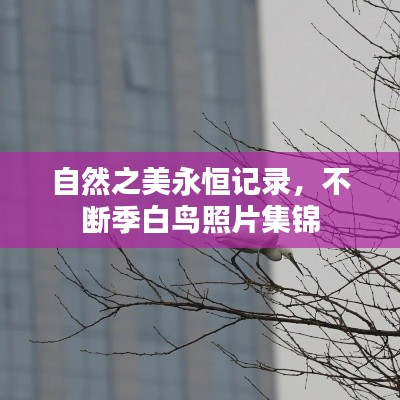 自然之美永恒记录,不断季白鸟照片集锦