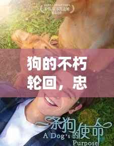 狗的不朽轮回,忠诚与感动的电影传奇